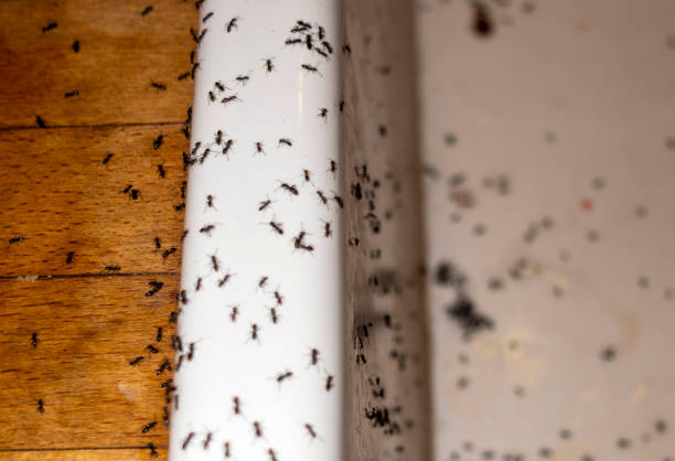 Best Pest Control Near Me in Frankston, TX